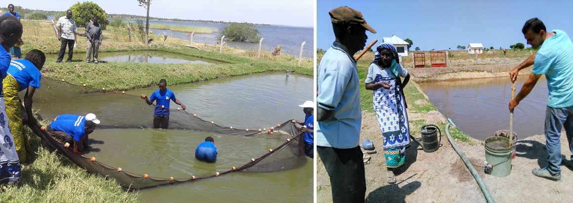 Wachapakazi group harvesting fish from one of their farm ponds (L) and Pambazuko  group preparing manure for fartilization of the fish pond (R)