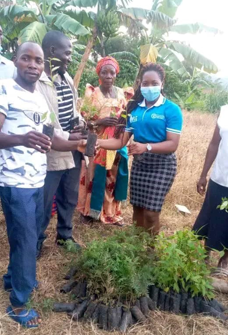 Community engagement to scale-up planting of mosquito repellent plants