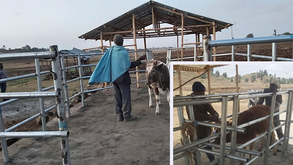 The veterinary service centre that the project established; In-set - Artificial Insemination service in progress