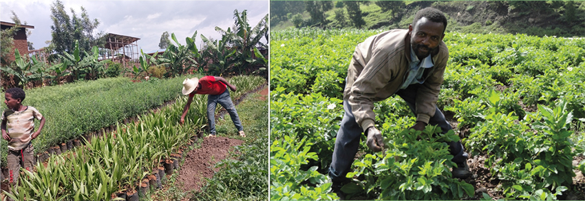 Youth driving sustainable livelihoods: tree seedling production (left) and irrigated potato farming (right)