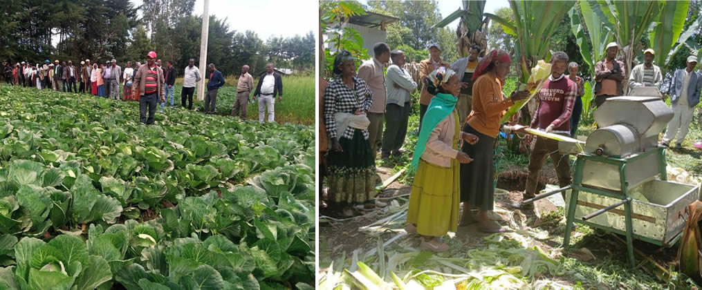 Vegetable production using vermicompost at Guder (left) and Enset food processing technology (right).