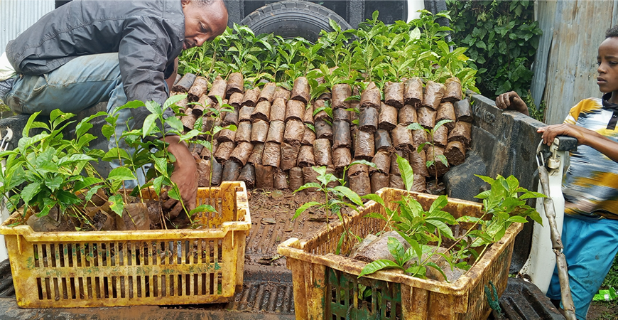 Coffee seedling distribution as one of the project’s core interventions, supporting climate-resilient livelihoods and strengthening household income through sustainable agricultural practices.