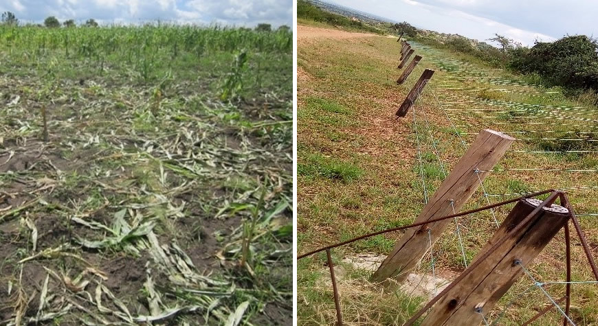 Left: A section of a maize field destroyed by Elephants from  Serengeti National Park Right: Demarcation road and Electrical wire fence supported by Grumeti Fund