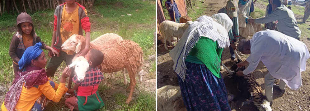 One of the beneficiary families with their sheep(left),Vaccination of sheep to avoid economic losses(right) One of the beneficiary families with their sheep(left),Vaccination of sheep to avoid economic losses(right)